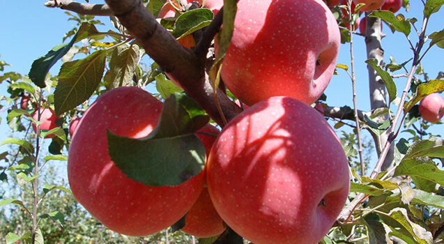 蘋果冷藏庫，蘋果預冷