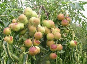 大棗、冬棗保鮮冷庫建造冷庫設計貯藏方法