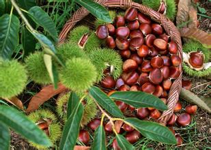 板栗冷庫保鮮貯藏方法、冷庫安裝冷庫設(shè)計