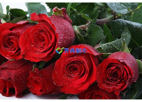 開冉制冷，玫瑰花冷藏庫(kù)